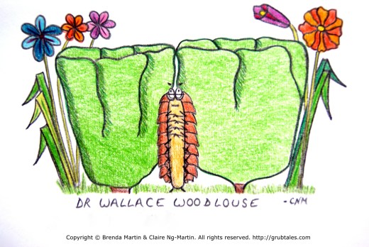 Dr Wallace Woodlouse