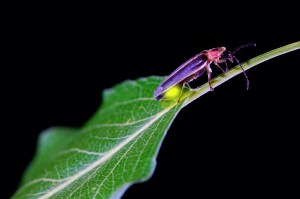 The Firefly - The Grub Tales